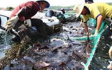 Tăng cường kiểm soát ngăn chặn hành vi kinh doanh và nhập khẩu cá tầm