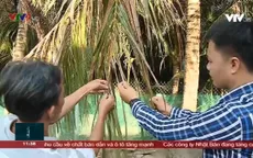 Người trồng dừa lao đao vì sâu lạ tấn công.