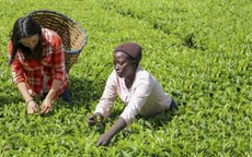 Xuất khẩu chè của Kenya tăng trưởng mạnh bất chấp đại dịch COIVD-19