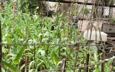 Người trồng cây anh túc tại nhà có thể bị xử phạt đến 7 năm tù