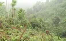 Ngang nhiên chuyển rừng tự nhiên thành rừng trồng tại vườn quốc gia Xuân Sơn