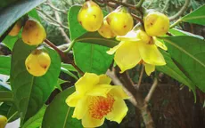 Chương trình OCOP thay đổi cuộc sống người dân như thế nào?