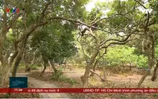 Nguy cơ xóa sổ vườn nhãn cổ trăm tuổi