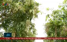 Nhiều diện tích xoài tại Cam Lâm Khánh Hòa bị hư hại