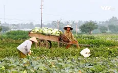 Nông sản ở nhiều địa phương rẻ như cho vẫn không có người mua