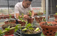 Doanh nhân Nguyễn Văn Thắng sở hữu vườn lan Var độc đáo trên sân thượng
