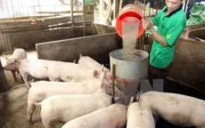 Giá thức ăn chăn nuôi tăng vọt: Doanh nghiệp, người nông dân lao đao