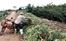 Nông dân Hà Nội "khóc ròng" vì rau xanh rớt giá