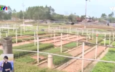 Nghi vấn kẻ xấu phá hoại vườn ươm cây giống