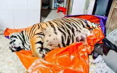 Khởi tố đối tượng mua hổ nặng 250 kg về để nấu cao
