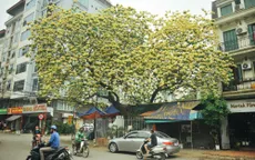 Cây bún 300 năm tuổi độc nhất ở Hà Nội nở bung khoe sắc