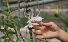 Ngành Thuế khó xác minh các giao dịch “lan đột biến”