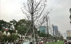 Cây xanh ở Thủ đô Hà Nội: Không thể cứ thích là trồng