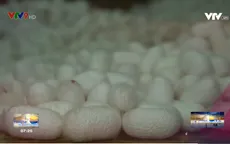 Bí mật của sợi tơ