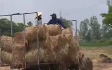 Nông dân miền Tây kiếm tiền triệu từ phế phẩm rơm