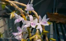 Mù quáng lao vào lan đột biến tiền tỷ: Kẻ bán nhà, người vỡ nợ (!?)