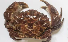 Xác định loài cua gây ngộ độc cho bệnh nhân tại Thanh Hóa