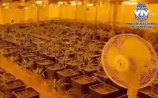 Triệt phá băng nhóm buôn bán cần sa lớn nhất châu Âu
