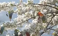 Mùa hoa Sơn Tra ở Sơn La