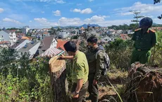 Rừng thông cổ thụ ngay giữa trung tâm Đà Lạt bị cưa hạ trái phép