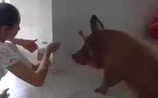 Chú heo có cuộc sống "sang chảnh" bậc nhất miền Tây