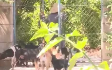 Mái nhà của những động vật bị bỏ rơi