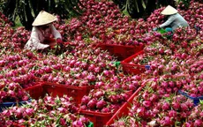 Thanh long, xoài, mít... mang về 1,35 tỷ USD