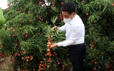 Hải Dương xuất khẩu hàng chục tấn vải thiều đầu tiên đi nước ngoài