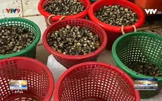 TP.HCM: Phát hiện 2 cơ sở dùng hóa chất sơ chế 2 tấn ốc