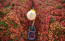 Vải thiều Việt Nam chính thức “chinh phục” thị trường EU