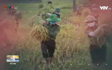 Công an gặt lúa giúp dân vì phải cách ly do Covid-19