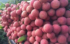 Hành trình vải thiều Việt Nam sang Nhật Bản