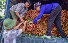 Bắc Giang tiêu thụ hơn 2.000 tấn vải chín sớm