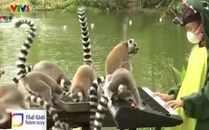 Cô bé đem âm nhạc vào sở thú Thái Lan