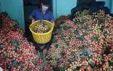 Vải thiều Việt Nam hứa hẹn "được mùa" ở Nhật