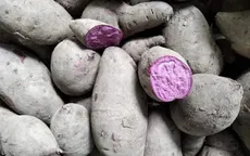 Giá khoai lang giảm kỷ lục, chưa tới 1.000 đồng/kg: Nông dân khóc ròng