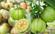 Bí quyết giảm cân an toàn từ thảo dược tự nhiên