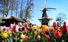 Choáng ngợp trước hàng triệu bông tulip vào mùa nở rộ ở Hà Lan