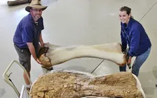 Phát hiện loài khủng long mới có kích cỡ khổng lồ tại Australia