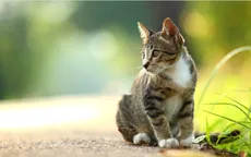 Người phụ nữ bị nhiễm bệnh đậu bò hiếm gặp từ mèo cưng