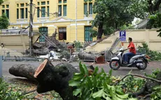 Hà Nội: Cây to bật gốc đè sập tường, chắn ngang phố Hỏa Lò