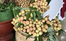 Nhà bán nông sản tính "đường dài" trên thương mại điện tử