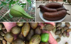 Những loại quả hiếm gặp, giá đắt nhưng ai cũng muốn mua về ăn thử