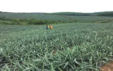 5 vùng nguyên liệu nông sản lớn sẽ thí điểm từ quý IV/2021
