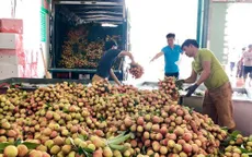 Gần 30.000 tấn vải ở Hải Dương đã được tiêu thụ