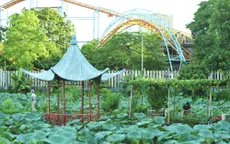Đầm sen đìu hiu mùa dịch COVID-19