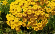 Những loài cây "đuổi ruồi muỗi" lý tưởng cho mùa hè