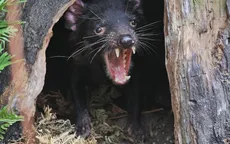 Thú ăn thịt quỷ Tasmania tàn sát hàng nghìn con chim cánh cụt trên đảo Australia