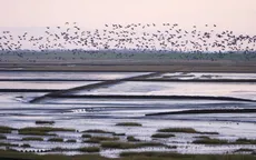 Biển Wadden có gì đặc biệt mà được Google tôn vinh?