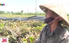 Không có thương lái thu mua, nông dân trồng dứa mong hãm thời gian thu hoạch